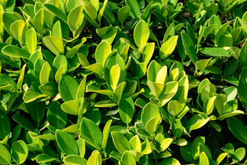 Green leaves plant (Banyan tree or Ficus annulata) pattern for background