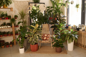 Fototapeta na wymiar No people shot of various houseplants in pots and wooden chair in modern plant shop interior, copy space