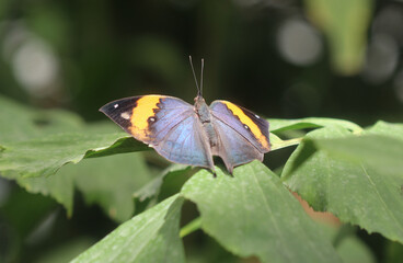 Indischer Blattschmetterling - Indian oakleaf