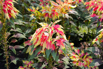 Amaranthus tricolor plant beautiful flowers 
