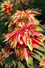 Amaranthus tricolor plant beautiful flowers