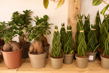 Unusual houseplants in pots on wooden shelf in modern plant shop interior, no people shot