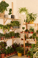 Vertical no people shot of biophilic interior of modern plant shop with various houseplants on shelves