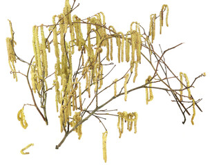 Male catkins on common hazel branches isolated on white background. Hazel plant blossom in early...