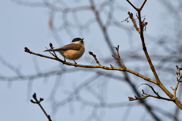 bird on a branch