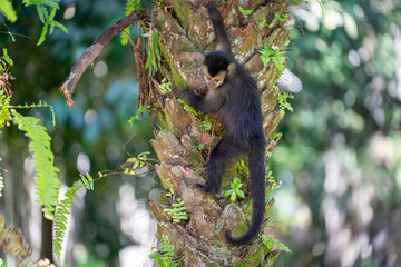 Young Monkey Ponders Next Move in Tropical Rainforest