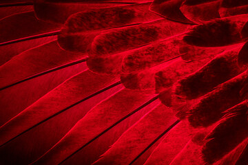 red feather pigeon macro photo. texture or background