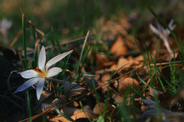 White Crocus Growing In Garden at Sunset - 747852033