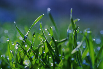 Dew drops close up on spring grass