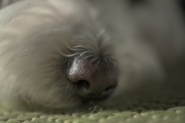 Closeup Maltese dog relax on floor