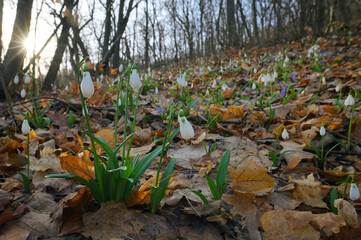 Snowdrops in morning spring forest