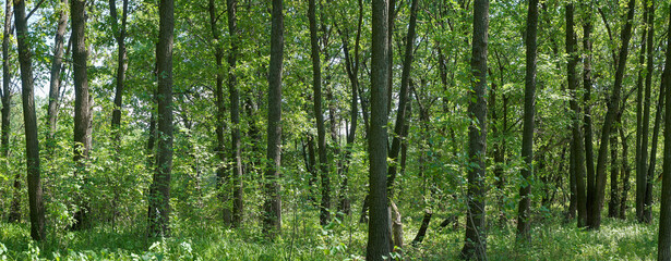 Panorama of the forest on a quiet sunny summer day.