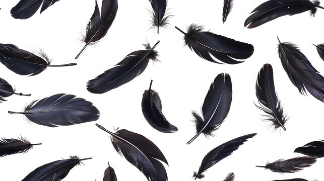 crow feathers falling on white background