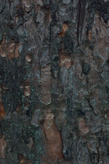 tree bark motley colourfull background