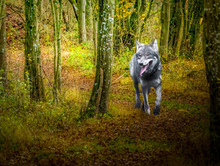 Lone Wolf on a Mystical Forest Path in Autumn
