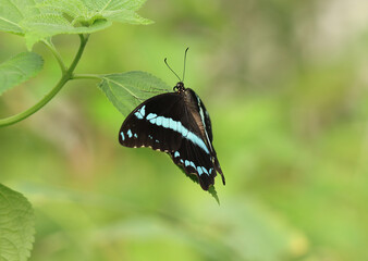 Grünbandiger Schwalbenschwanz - Green-banded swallowtail