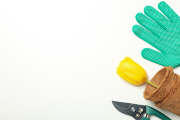 Tulip in flower pots, gloves and garden tool on white background, space for text