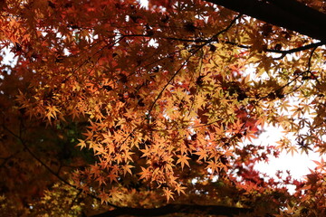 砧公園の秋。紅葉の公園。