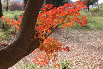 砧公園の秋。紅葉の公園。