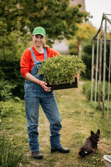 young woman farmer carries a box with organic tomato seedlings for planting in the vegetable garden in slow motion