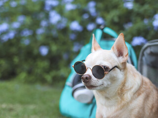 brown  Chihuahua dog wearing sunglasses,  sitting in front of pink fabric traveler pet carrier bag with backpack and headphones on green grass in the garden with purple flowers.