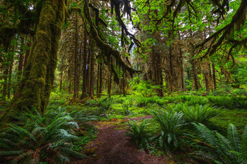 Moss-covered trees line a hiking trail in the Hoh Rain Forest, Olympic National Park, Washington state.