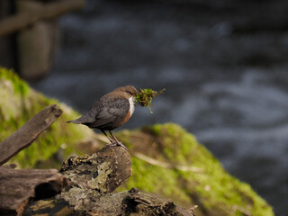Wasseramsel (Cinclus cinclus)