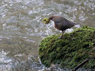 Wasseramsel (Cinclus cinclus)