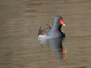 Teichhuhn (Gallinula chloropus)