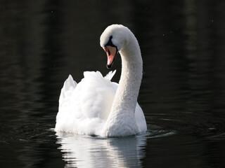 Höckerschwan (Cygnus olor)