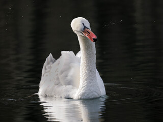 Höckerschwan (Cygnus olor)