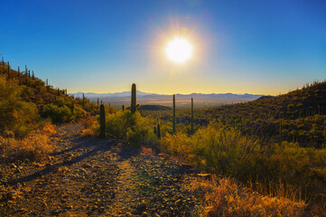 Sunset over King Canyon Trailhead with saguaros in Saguaro National Park West near Tucson, Arizona