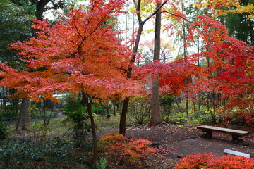紅葉の森。世田谷旧小坂邸。