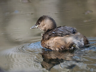Zwergtaucher (Tachybaptus ruficollis)