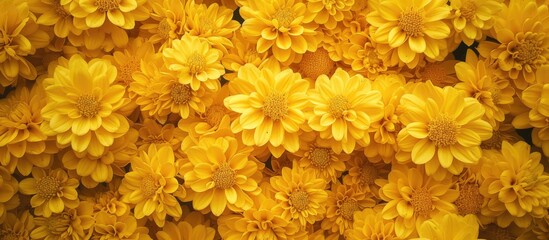 A cluster of bright yellow flowers positioned closely together, creating a visually striking display of color and unity. The flowers exude a sense of togetherness and vibrancy, showcasing a beautiful