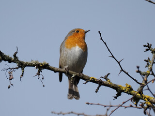 Rotkehlchen (Erithacus rubecula)