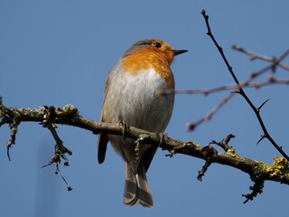 Rotkehlchen (Erithacus rubecula)