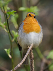 Rotkehlchen (Erithacus rubecula)