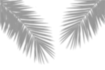 Realistic palm tree leaf shadow silhouette isolated on white background. vector illustration