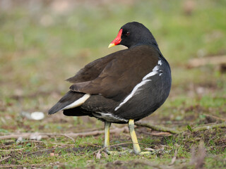 Teichhuhn (Gallinula chloropus)