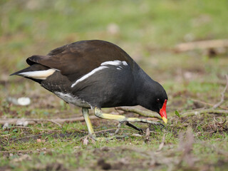Teichhuhn (Gallinula chloropus)