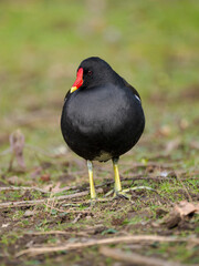 Teichhuhn (Gallinula chloropus)