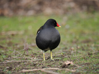 Teichhuhn (Gallinula chloropus)