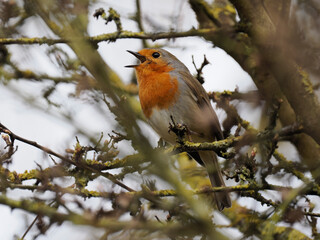 Rotkehlchen (Erithacus rubecula)