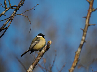 Kohlmeise (Parus major)
