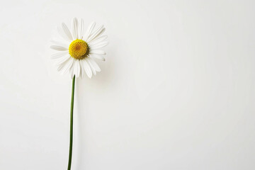 Fototapeta na wymiar A single daisy stands tall on a white background