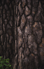 bark of a tree