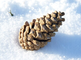 Pomme de pin dans la neige