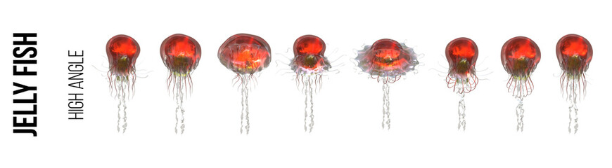 Swimming sequence of a red Jellyfish on a transparent background - High angle
