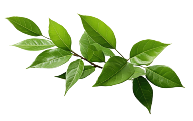 Green Leaves Branch. A branch with vibrant green leaves. The leaves are lush and healthy, showcasing the beauty of nature in its simple form.